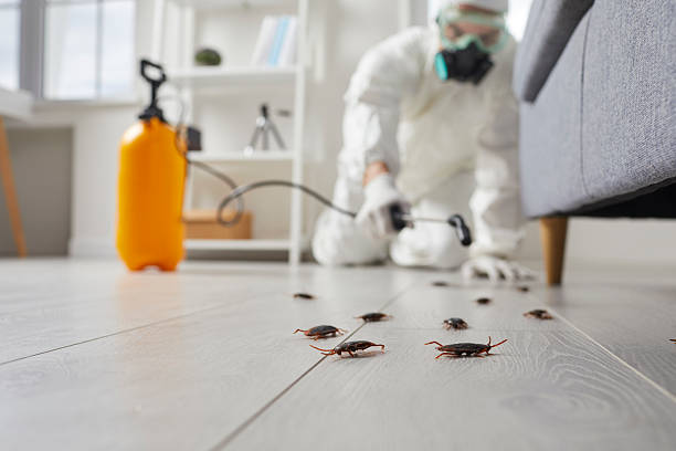 Commercial Kitchen Cockroach Control in Old Miakka